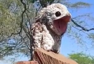 ظهور طائر غريب في كولومبيا