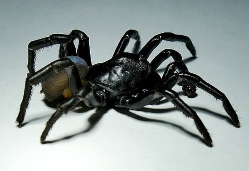 اكتشاف أنواع جديدة مرعبة من العنكبوت