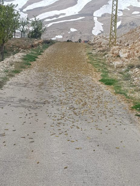 الجراد 