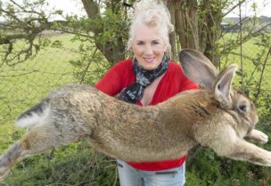 الأرنب يبلغ طوله 129 سم ويدعى داريوس