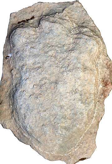 بصمة الديناصور