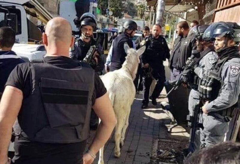 حادثة اعتقال جيش الاحتلال لحمار بالقدس ليست الأولى