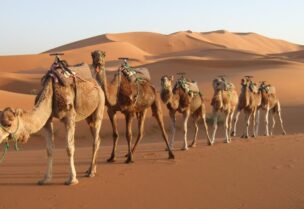 شبه الجزيرة العربية