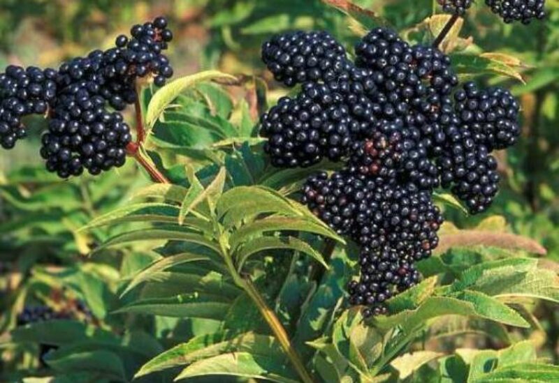 مشروب نبات البلسان