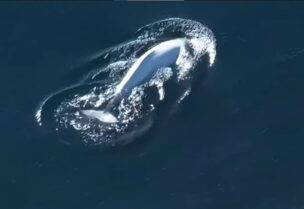 الحوت الأبيض