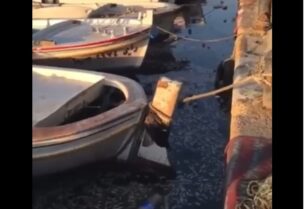 نفوق الأسماك في ميناء صيدا