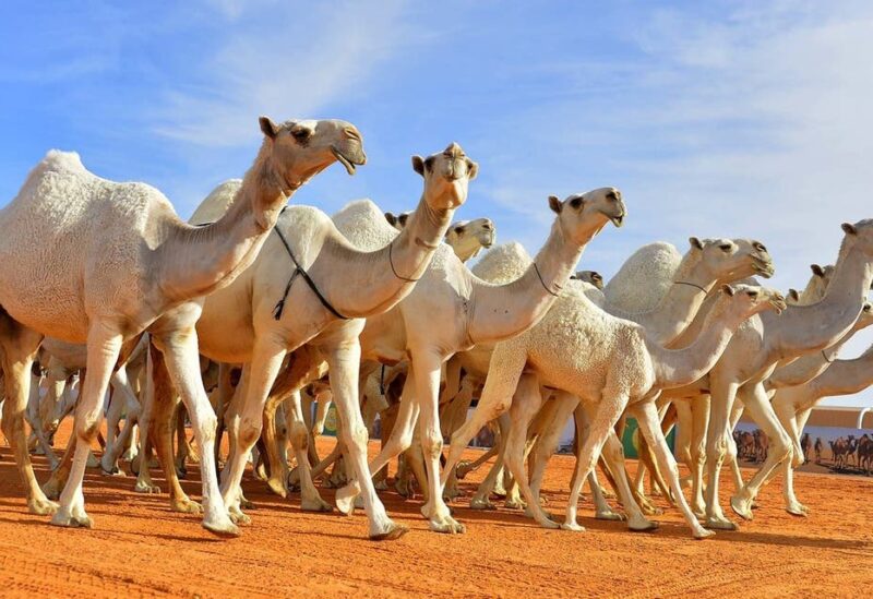 إبل- تعبيرية