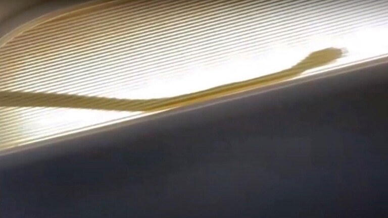 ثعبان يجبر طائرة ماليزية على الهبوط