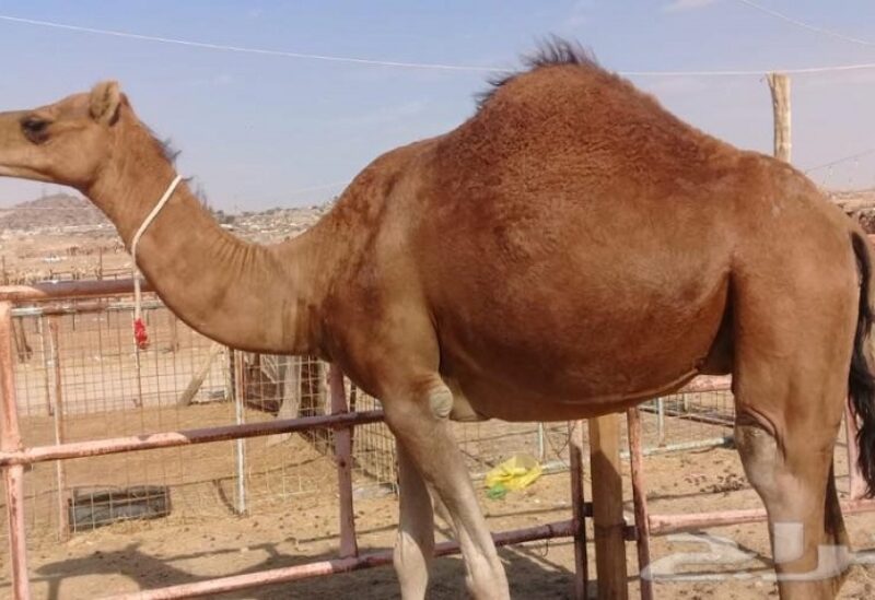 ناقة - صورة تعبيرية