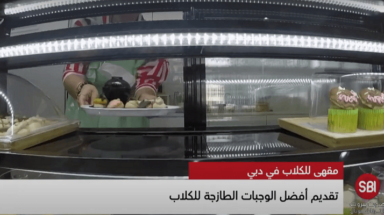 مقهى للكلاب في دبي