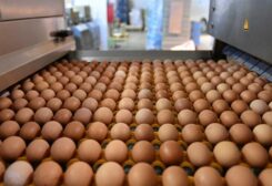ارتفاع أسعار البيض عالميا