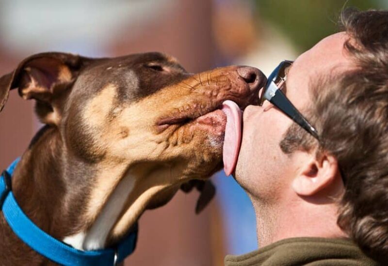 كلب وصاحبه- تعبيرية