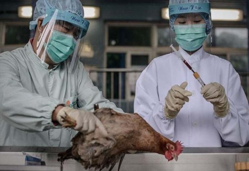 اليابان تشهد انتشاراً في إنفلونزا الطيور بين الدجاج