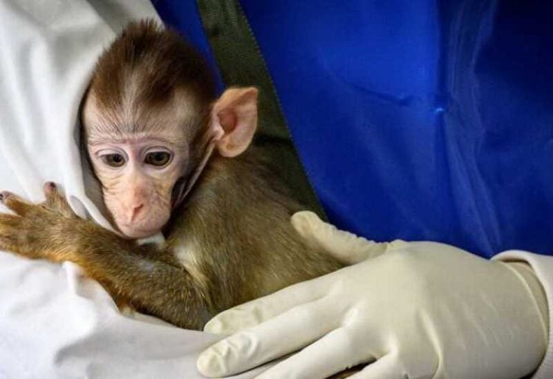 انتشار جدري القرود يثير قلقا عالميا