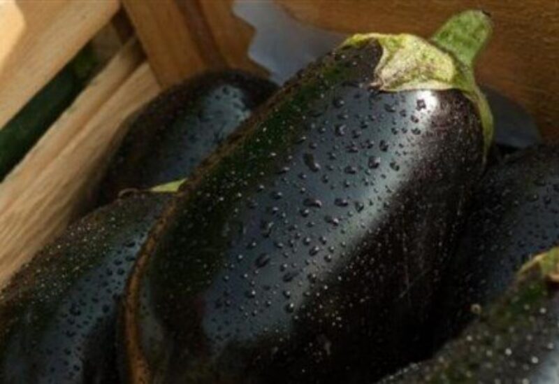 الباذنجان