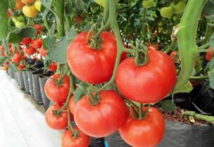 حقل لزراعة الطماطم