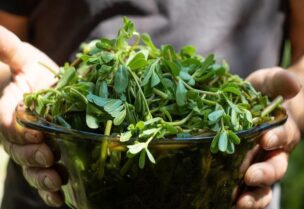 البقلة- تعبيرية