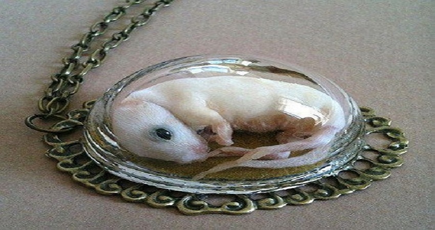 مجوهرات من الفئران 