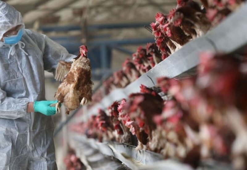 غينيا تواجه الإصابات الجديدة لإنفلونزا الطيور