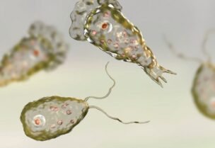 صورة مجهرية للطفيلي نجلريا فوليري (Naegleria fowleri)