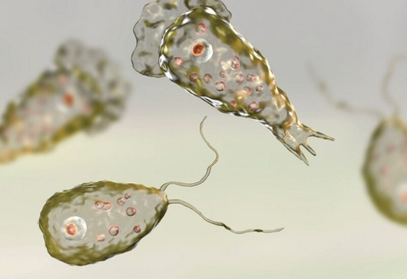 صورة مجهرية للطفيلي نجلريا فوليري (Naegleria fowleri)