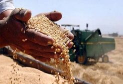 العالم يواجه أزمة في إمدادات القمح