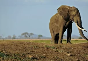 أنثى فيل- تعبيرية