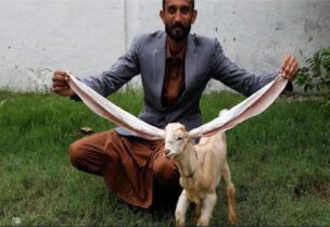 التيس "سيمبا"، وصاحبه الباكستاني محمد حسن ناريجو