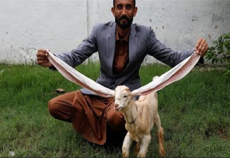 التيس "سيمبا"، وصاحبه الباكستاني محمد حسن ناريجو