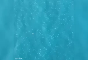 قناديل البحر