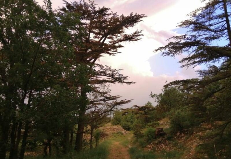 محمية أرز تنورين