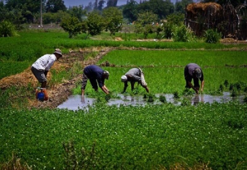 أرض زراعية في مصر (تعبيرية)