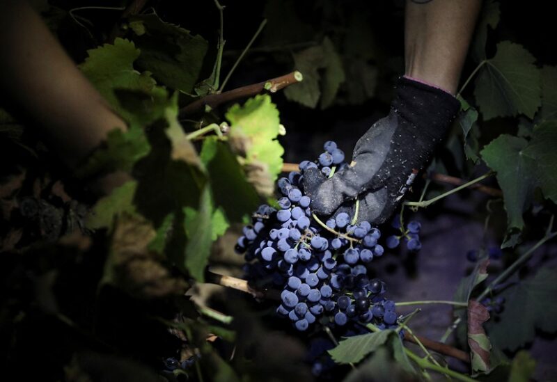 حصاد موسم العنب في إسبانيا باكرًا (رويترز)