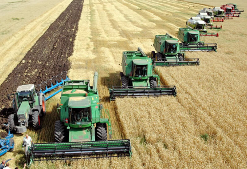 حقول القمح في أوكرانيا