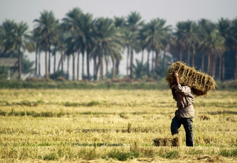 أحد حقول القمح في العراق