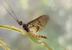 ذبابة مايو