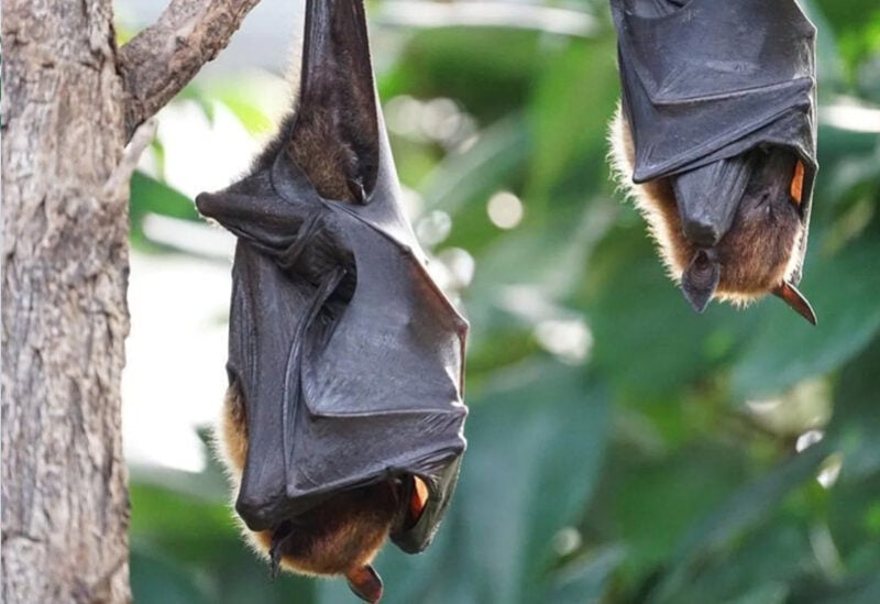 الخفافيش هي أحد مصادر انتشار فيروس كورونا