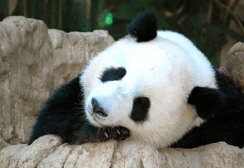 اخبار المجتمع – يتدفق الزوار إلى حديقة الحيوانات في طوكيو لتوديع دبي باندا