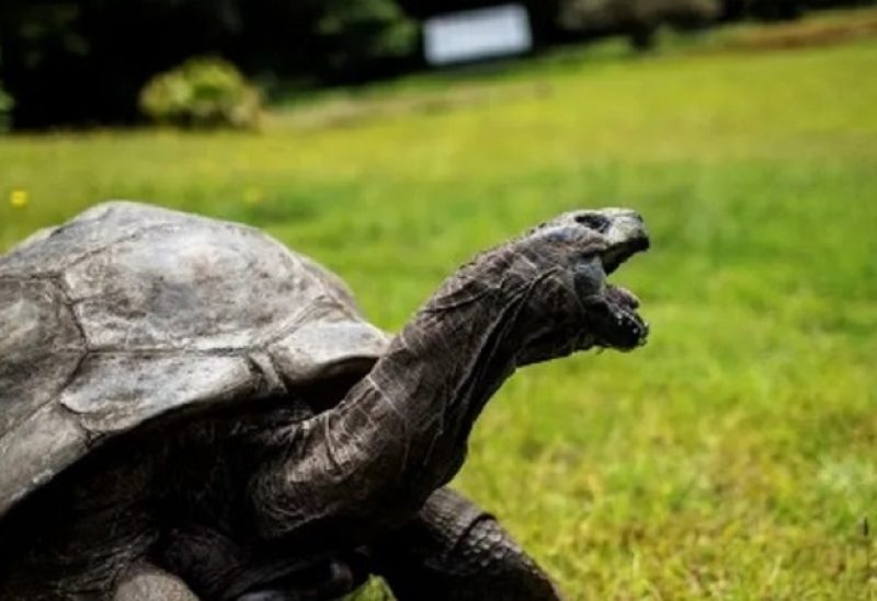 اخبار التكنولوجيا – 150 سلحفاة عملاقة تعود إلى موطنها بعد قرن من الانقراض