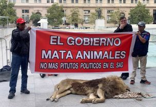 إلقاء جثة أسد أمام قصر الرئاسة في تشيلي