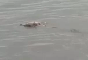 تمساح ضخم أعاد جثة الطفل