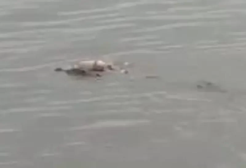 تمساح ضخم أعاد جثة الطفل