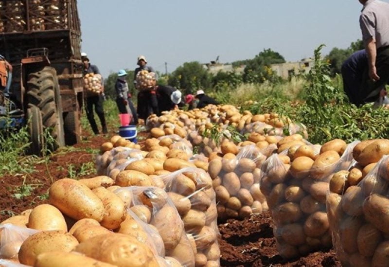 أزمة تكدس البطاطا اللبنانية