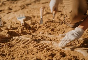 اكتشاف نوع جديد من الديناصورات- أرشيفية