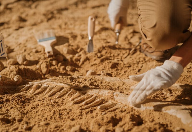 اخبار التكنولوجيا – كيف ساعد الذكاء الاصطناعي في تحديد أنواع الديناصورات؟