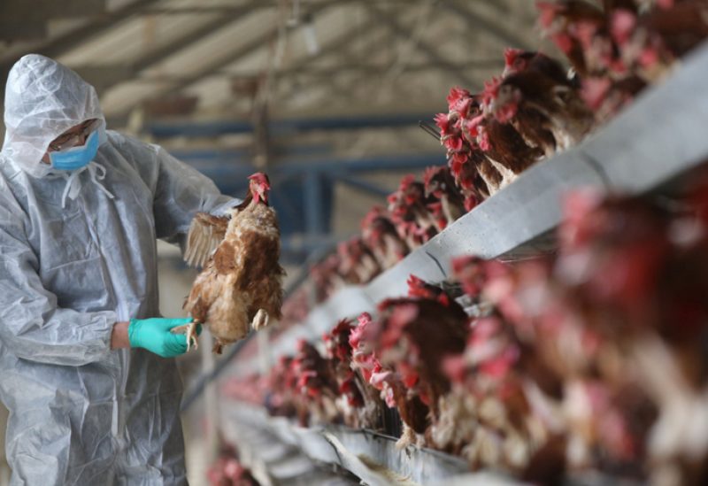 مخاوف من متحورات جديدة لإنفلونزا الطيور