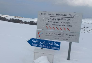 محمية غابة أرز تنورين