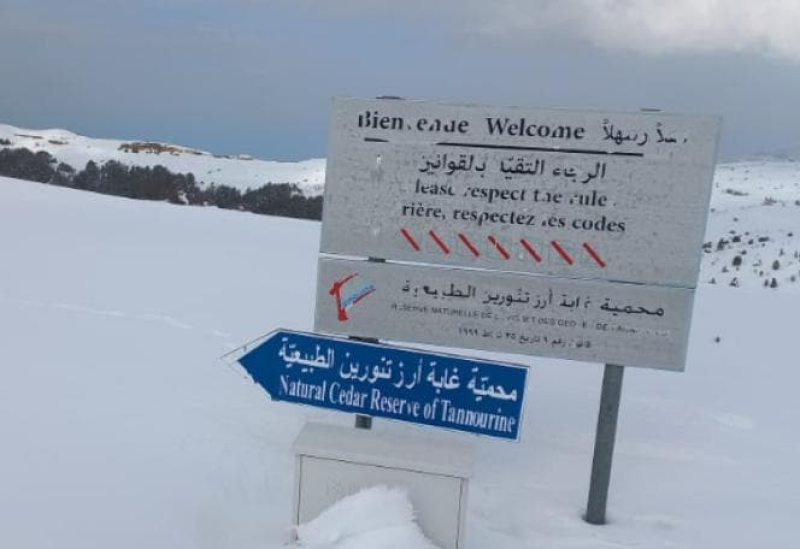 محمية غابة أرز تنورين