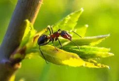 النمل قادر على اكتشاف السرطان