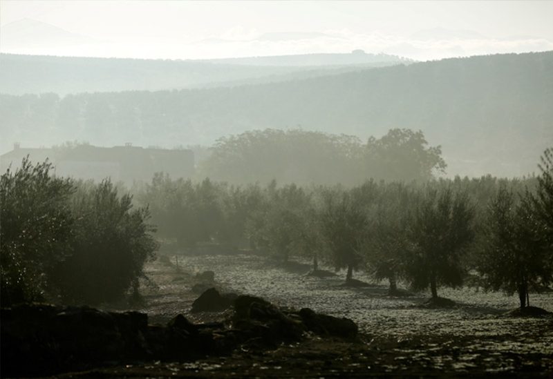 الجفاف يلحق الضرر بإنتاج زيت الزيتون في إسبانيا